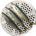 BQF Frozen Pacific Mackerel tamaño 200-300G 300-500G